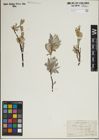 Foto von Salix lapponum L.